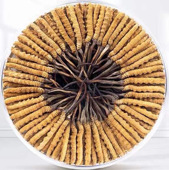 铁山港冬虫夏草回收